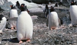在线观看企鹅生活,南极奇遇记
