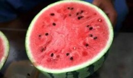 上海免费吃六月瓜的地方,免费品尝六月瓜，这些地方不容错过！”