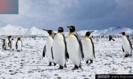 在线观看企鹅生活,南极奇遇记