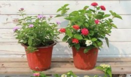 河源热点爆料最新消息视频,视频揭露惊人真相，速看！