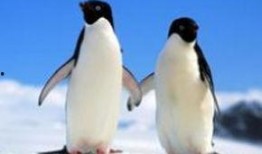 在线观看企鹅生活,南极奇遇记