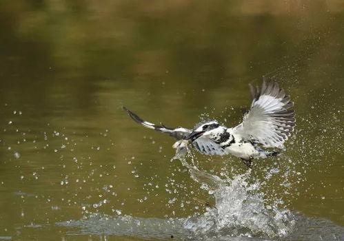 娱乐吃瓜遛鸟大师是谁啊