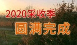 三农热门爆料视频最新,最新爆料视频深度解析