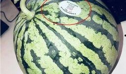 镇平网红吃瓜,揭秘网络红人的幕后生活